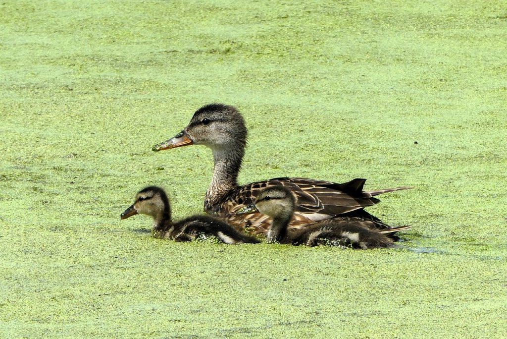 How Nature Enhances Human Interaction