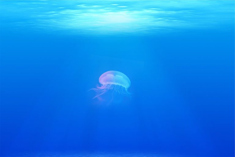 Embracing Patience: Insights and Lessons from Nature’s Slow and Steady Rhythms Embracing Patience: Insights and Lessons from Nature's Slow and Steady Rhythms
