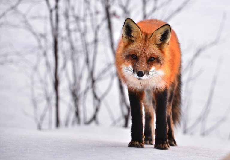 Exploring Survival Instincts in Animals: Key Behaviors That Keep Them Alive Exploring Survival Instincts in Animals: Key Behaviors That Keep Them Alive