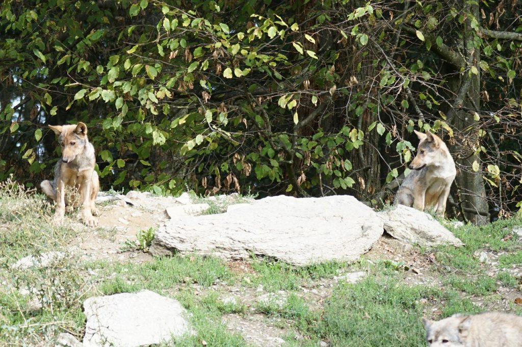 Loyalty Lessons Learned from Dogs: Insights for Strengthening Human Relationships