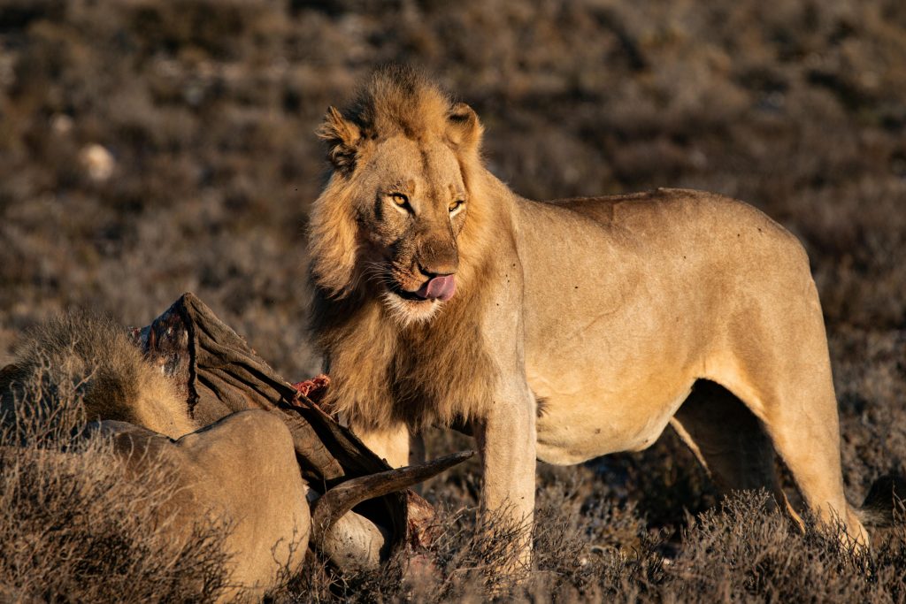 Adaptive Mastery: How Animals Strategize for Survival