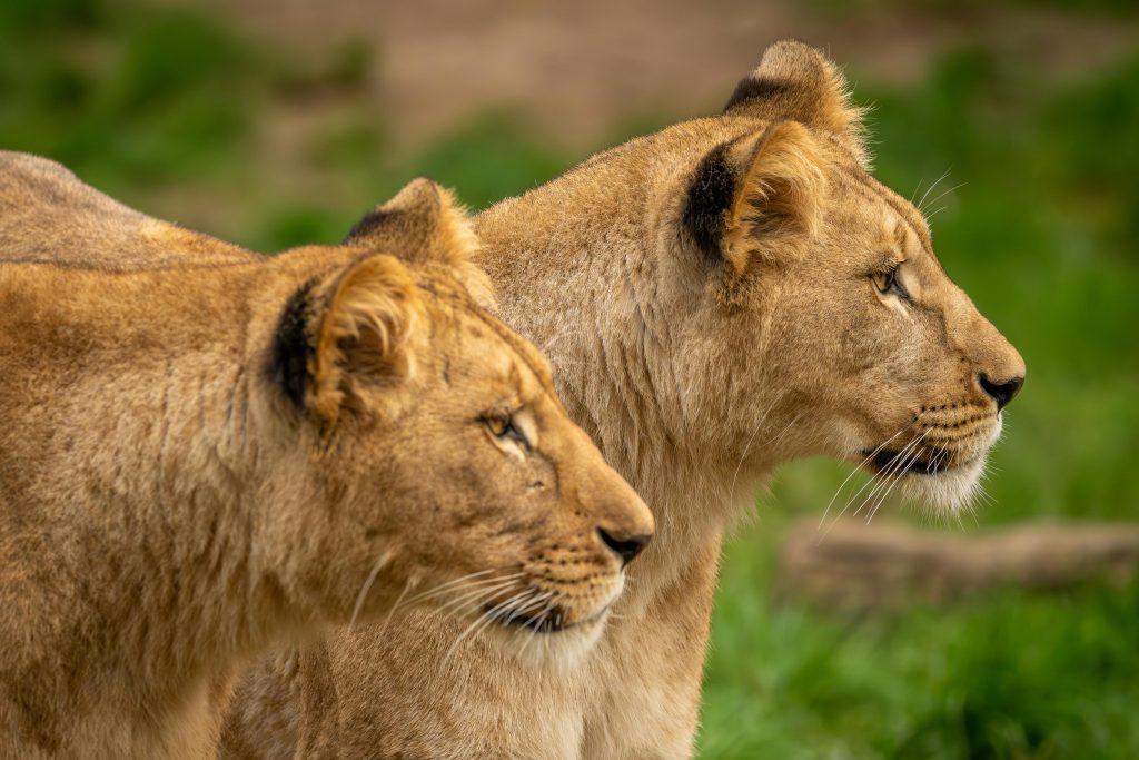 Unstoppable Determination: Perseverance Lessons from Ants