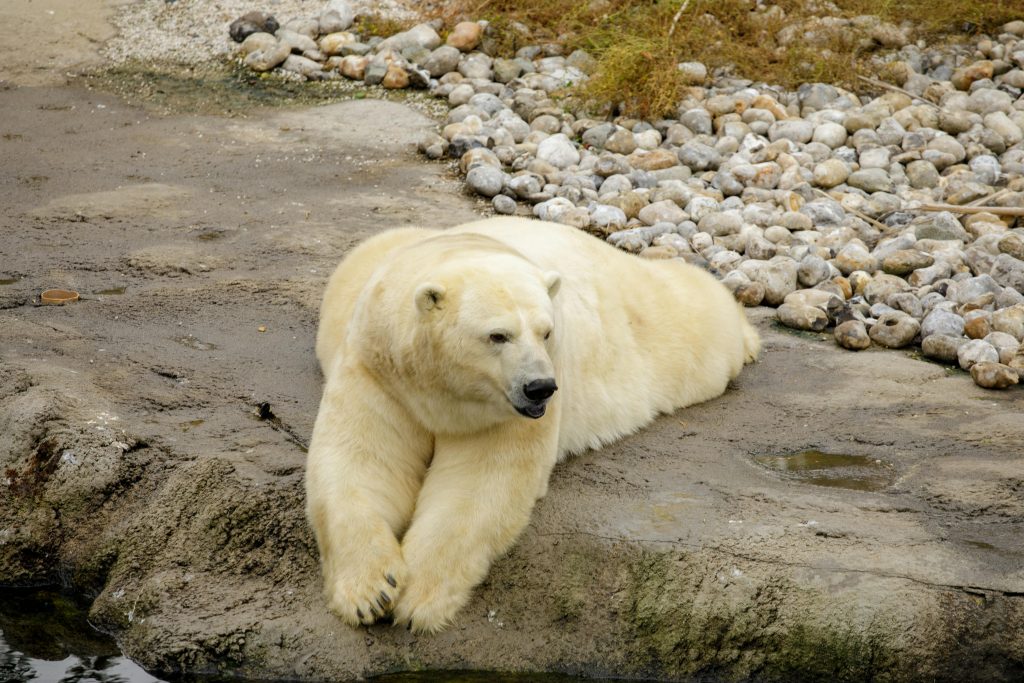 Learning Flexibility from Nature: Key Adaptability Lessons from Animals